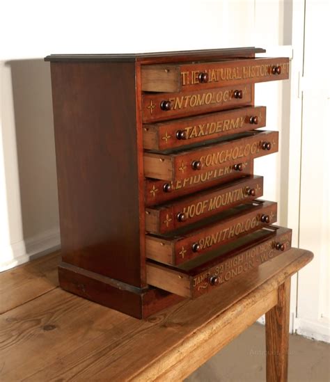 Natural History Collectors Filing Cabinet - Antiques Atlas