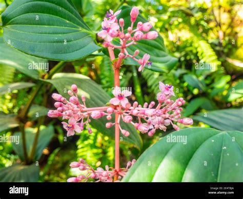 Chandelier tree (Medinilla cummingii), often spelled Medinilla cumingii, is a species of ...