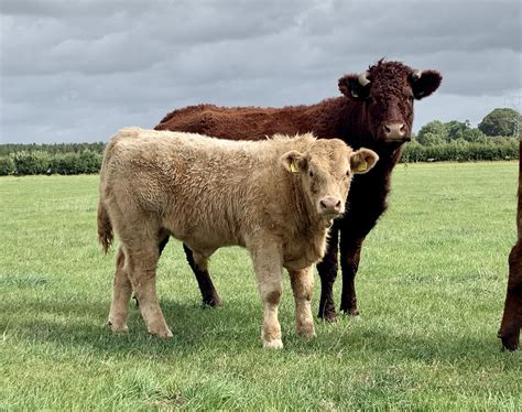 CHAROLAIS CROSS SALERS – THE PERFECT SUCKLER SYSTEM – Irish Charolais Cattle Society