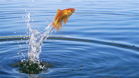 Fish Jumping Out Of Water Definition - fisherjulll