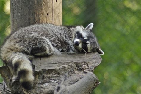 11++ Sleeping raccoon information