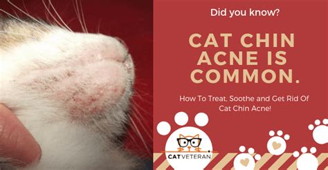 How To Get Rid Of Cat Acne On Chin - Cats World Club