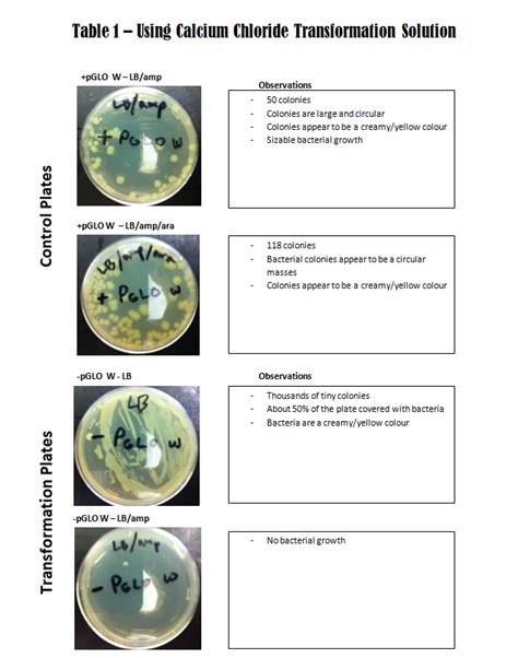 pGLO Bacterial Transformation