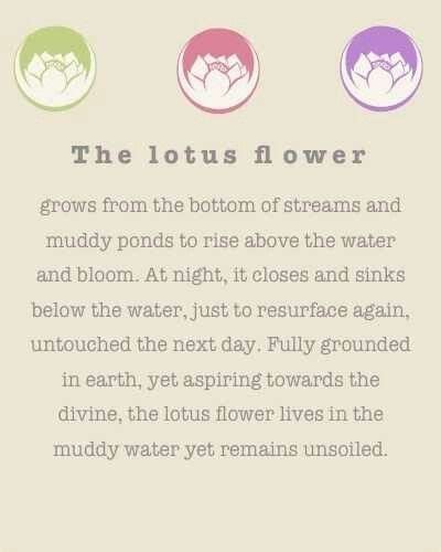 The lotus is such a great symbol of spirituality, strength, and beauty. | Quotes, Lotus flower ...