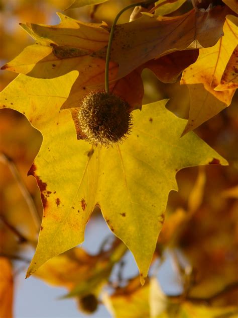 Free Images : nature, branch, sun, fruit, sunlight, flower, petal, golden, color, colorful ...