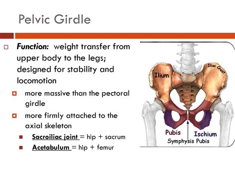 Pelvic Girdle Definition And Functions Of Pelvic Girdle, 47% OFF