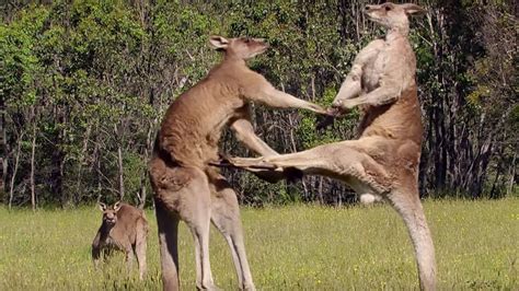 Kangaroo Boxing Fight – BBC Life Story | The Kid Should See This