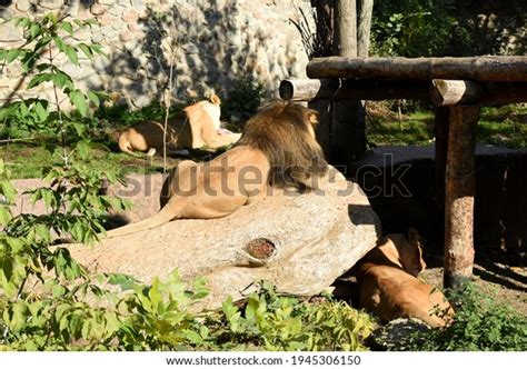 6 Male Lion Thick Dark Mane Images, Stock Photos & Vectors | Shutterstock