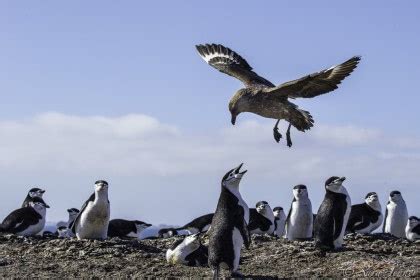 Chinstrap Penguin | Facts, pictures & more about Chinstrap Penguin