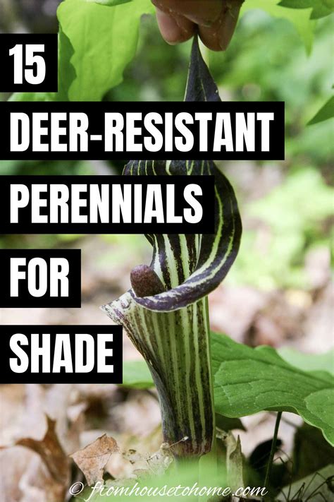 Deer Resistant Shade Plants (15 Beautiful Perennials And Shrubs That Deer Hate)