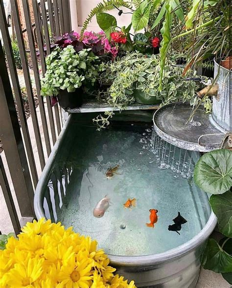 Aquarium Freaks on Instagram: "We are absolutely in love with this pond ...