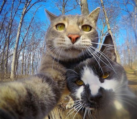 This Selfie Taking Cat Takes Better Selfies Than You | Catlov