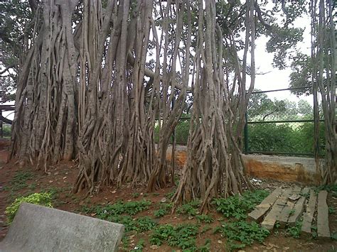 Sketches from Life: Big Banyan Tree, Bangalore