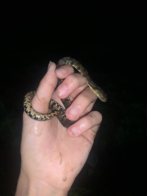 Baby diamondback watersnake, Nerodia rhombifer [Montgomery, TX] : r ...