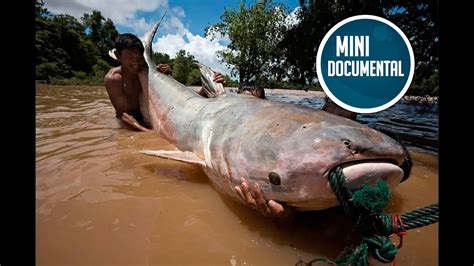 Pez gato del Mekong (mini documental) - YouTube