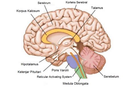 Bagian Bagian Sistem Saraf Pusat Dan Fungsinya Mata Hari - IMAGESEE