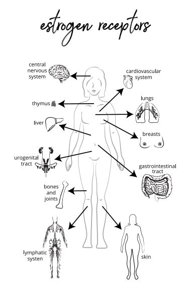 Why am I having hot flushes? Part 1 Estrogen and Estrogen Receptors