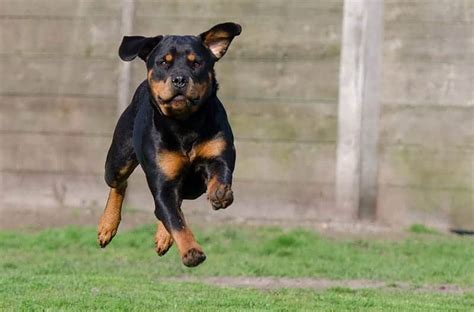 Rottweiler Names – Get 150+ Ideas! - My Dog's Name