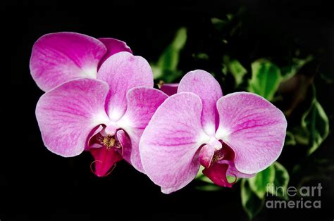 Lavender Orchids Photograph by Andee Design | Fine Art America