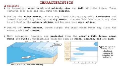 Estuaries ecosystem