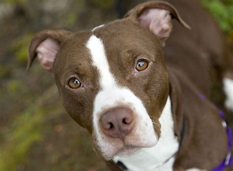 Shelter Dogs of Portland: "BANDIT" soft and adorable! Pitbull/Basset Hound mix!