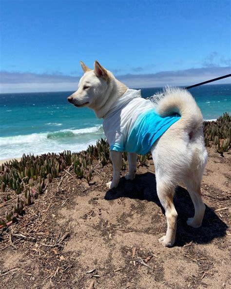 Cream Shiba Inu: The Rarest Shiba Color You'll Adore