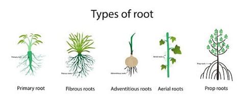 Fibrous Root System: Types, Developments and Functions