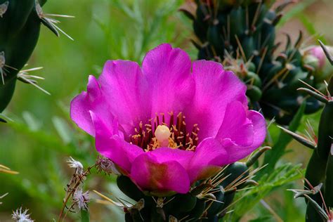 Cholla Cactus Flower Photograph by Tikvah's Hope