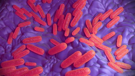 Salmonella Enterica Microscope - Mijacob