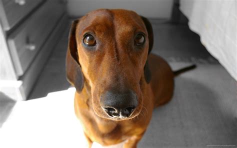 Weiner Dog Wallpaper (58+ images)