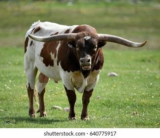 Texas Long Horn Bull: Over 905 Royalty-Free Licensable Stock Photos | Shutterstock