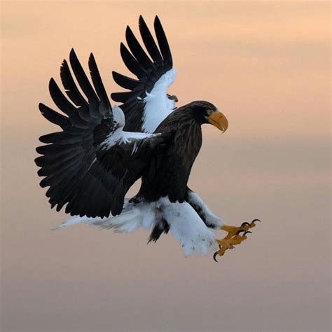 Stellar Sea Eagle | Steller's sea eagle, Sea eagle, Animals