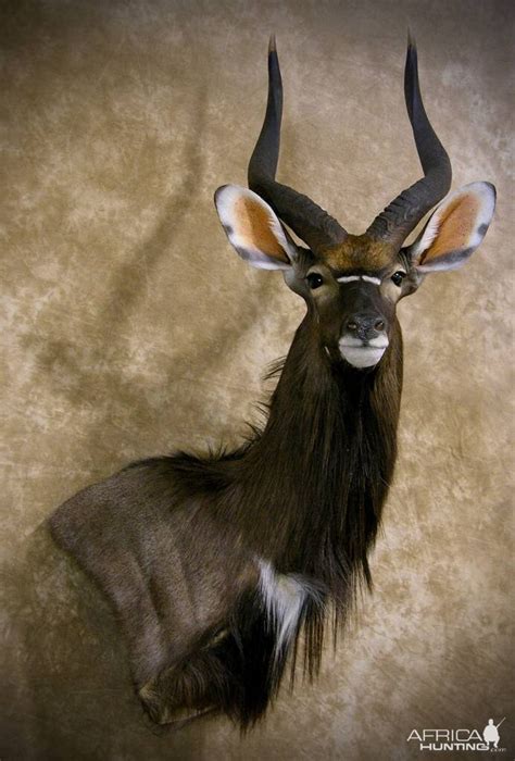 Nyala Shoulder Mount Taxidermy | AfricaHunting.com