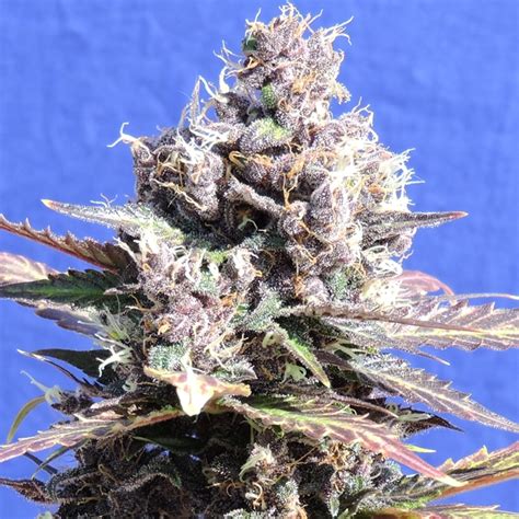 Gelato Strain - Growing Tips and Medical Effects | Marijuana Guides