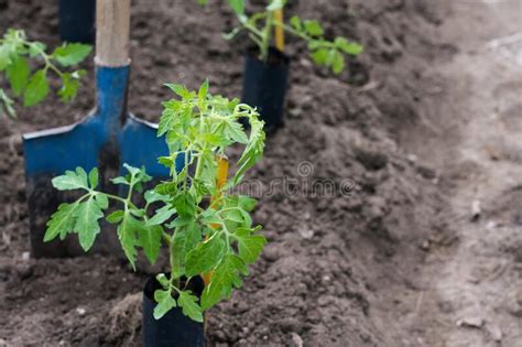 Tomato Seedlings in Containers on Soil are Prepared To Be Transplanted ...