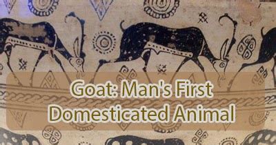 Garden and Farms: Goat: Man's first domesticated animal