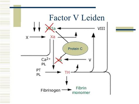 factor v leiden warning sign - Google Search | Leiden, Warning signs, Signs