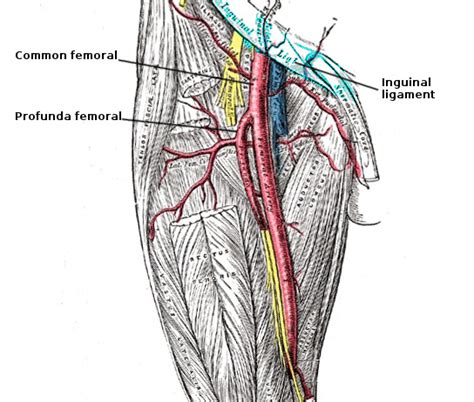 [Figure, Femoral artery anatomy Image courtesy S Bhimji] - StatPearls ...