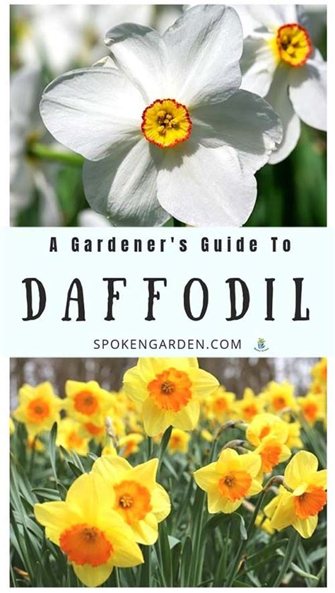 Daffodils: A Gardener's Guide and Plant Profile - Spoken Garden ...