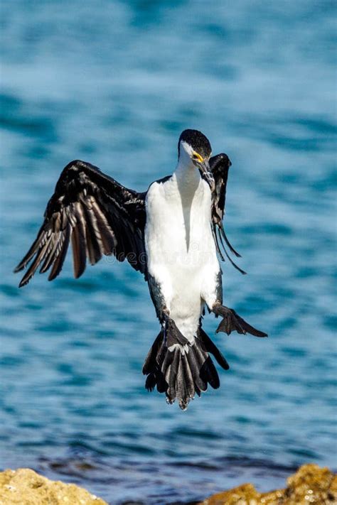 Pied Cormorant in Western Australia Stock Image - Image of natural, australia: 262049603