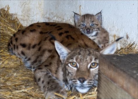 Meet our Carpathian lynx cubs! - Dudley Zoological Gardens