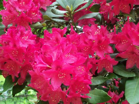 Rhododendron ~ West Virginia State Flower | West Virginia | Pinterest | Virginia