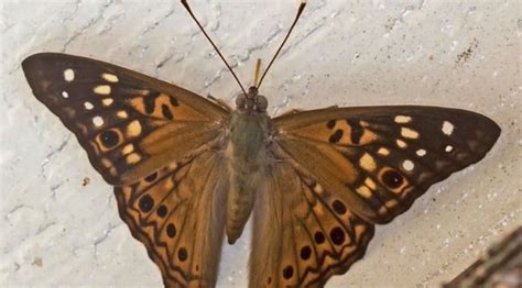 Hackberry Emperor Butterflies Take the Stage in Wisconsin