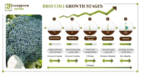 Broccoli Plant Growing Stages: Life Cycle Explained by Experts