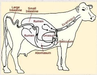 What is meant by chewing the cud? - Brainly.in