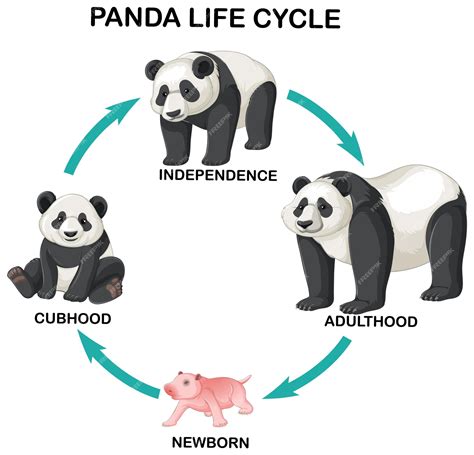 Panda Life Cycle Infographic Diagram Showing Different, 44% OFF