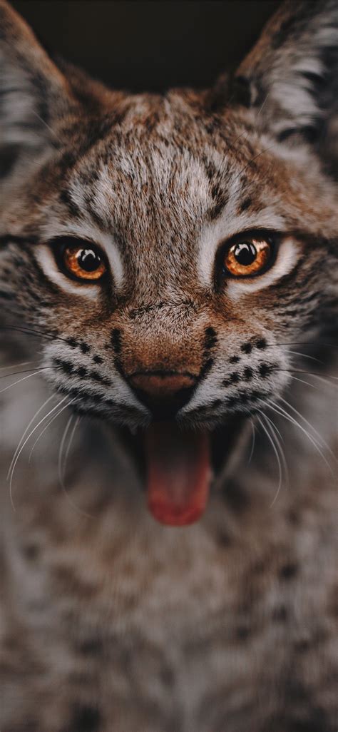 Lynx portrait iPhone X Wallpapers Free Download