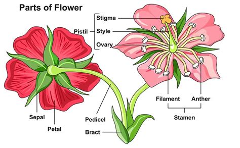 How to Learn the Parts of a Flower for Kids