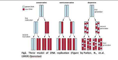 DNA replication steps | Know 3 steps of DNA Replication in simple terms