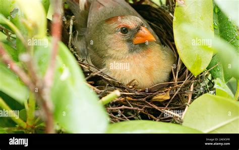 Cardinal Nest High Resolution Stock Photography and Images - Alamy